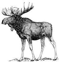 Moose