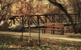 An Alex Wilson's memorial bench and tree